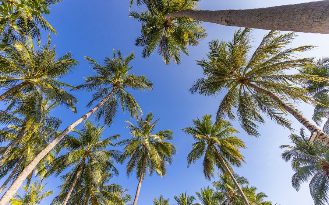 Garden Preparation for Hurricane Season: Palm Trees and Coconut Trees