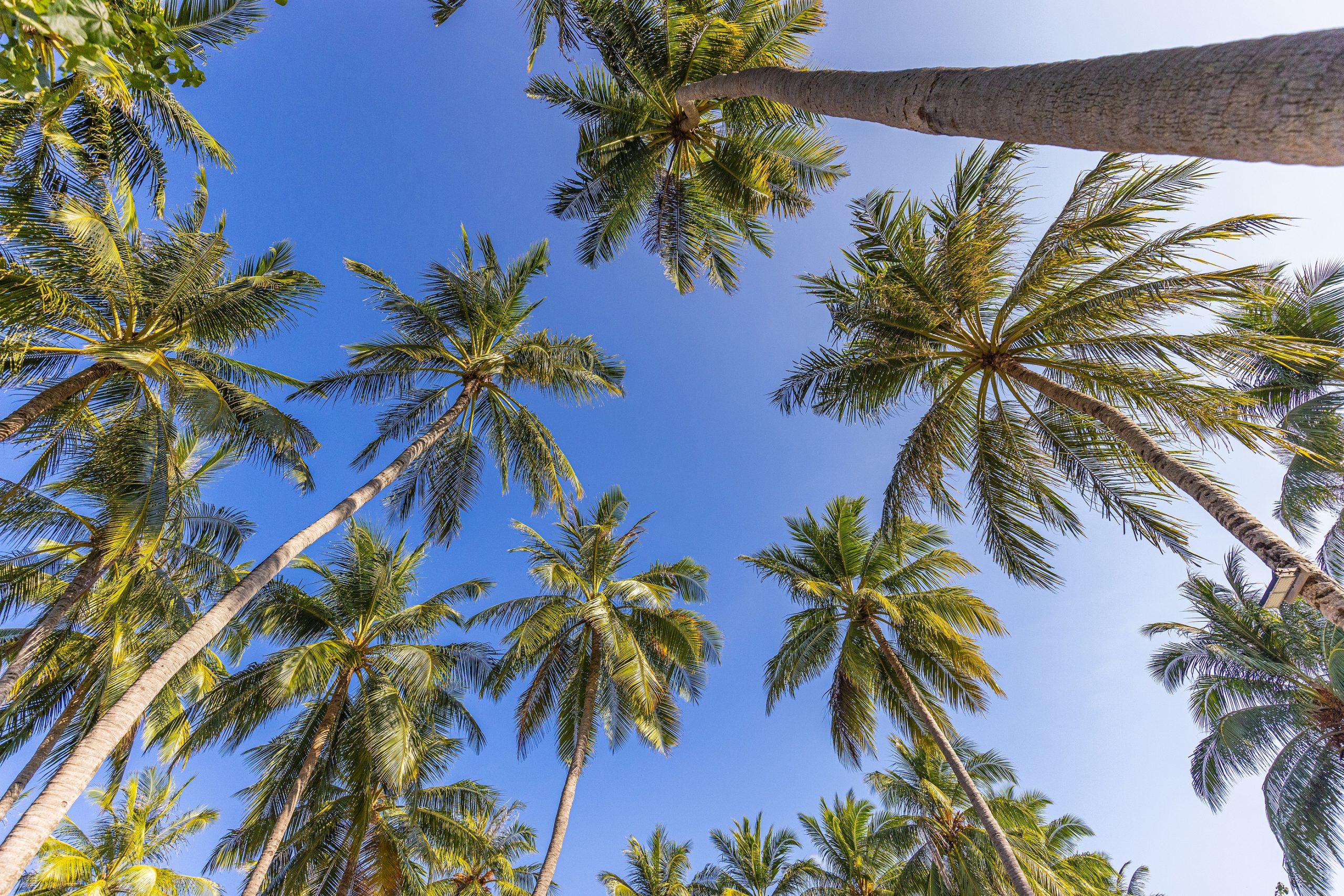 garden-preparation-for-hurricane-season-palm-trees-and-coconut-trees